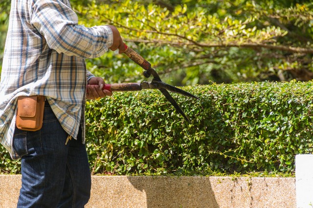 Garden Maintenance Sutton, Rose Hill, SM1